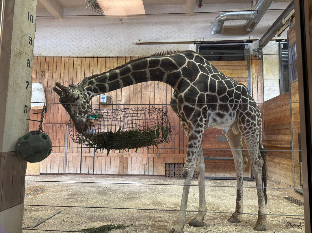 Detroit Zoo-罗亚尔奥克必去景点