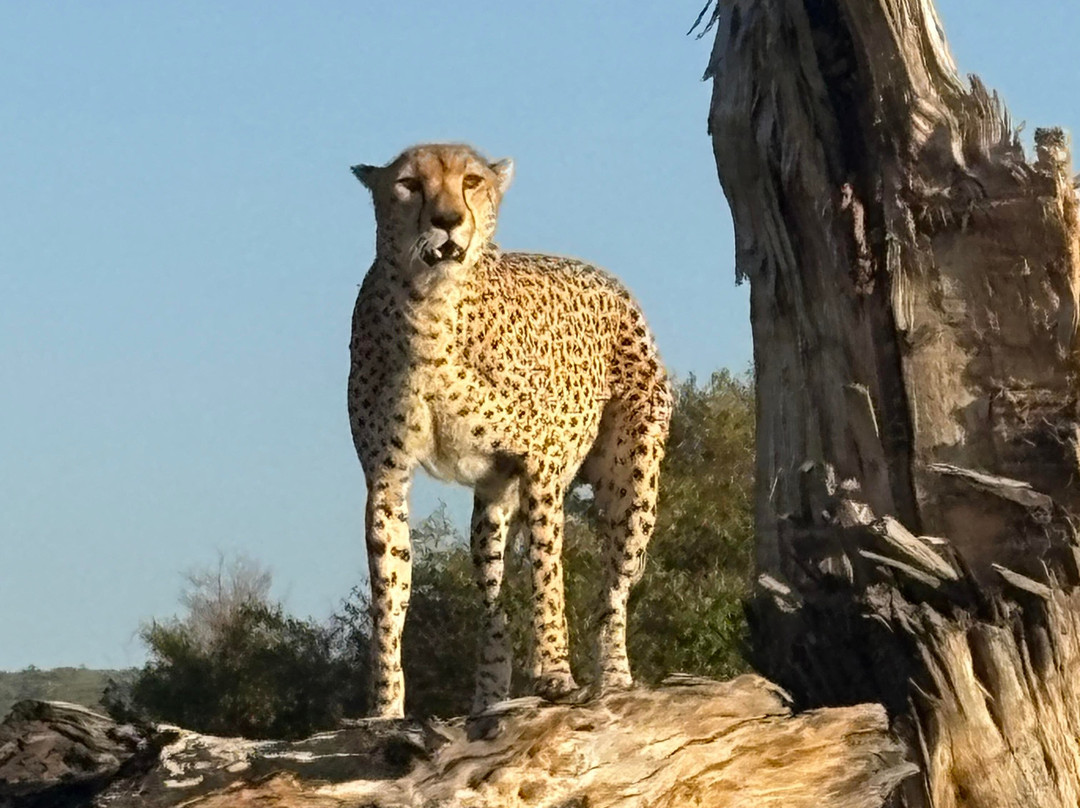 Hyrax Safaris-Ololaimutiek必去景点