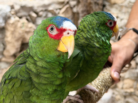 Croco Cun Zoo-从莫雷洛斯港必去景点