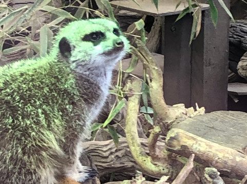 Shepreth Wildlife Park-Shepreth必去景点