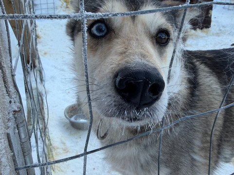 Soulmate Huskies-Pello必去景点