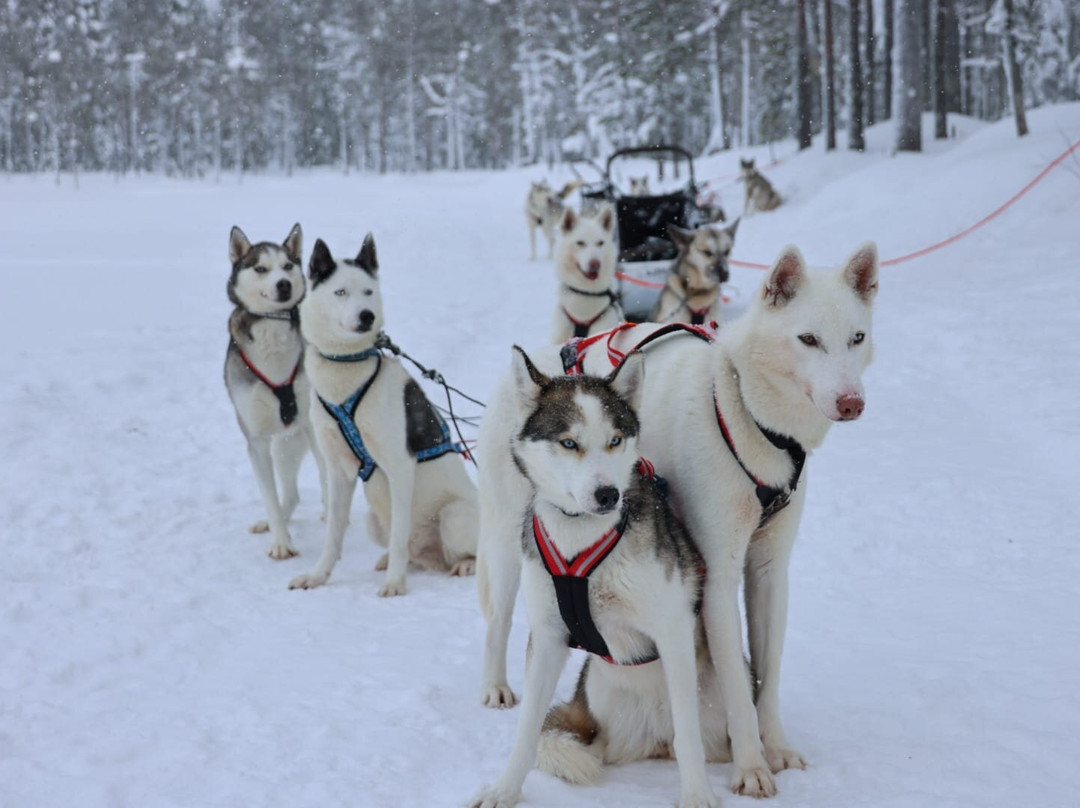 Kota-Husky-Posio必去景点