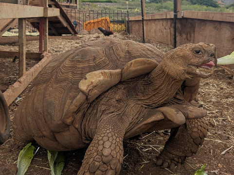 Maui Animal Farm-拉海纳必去景点
