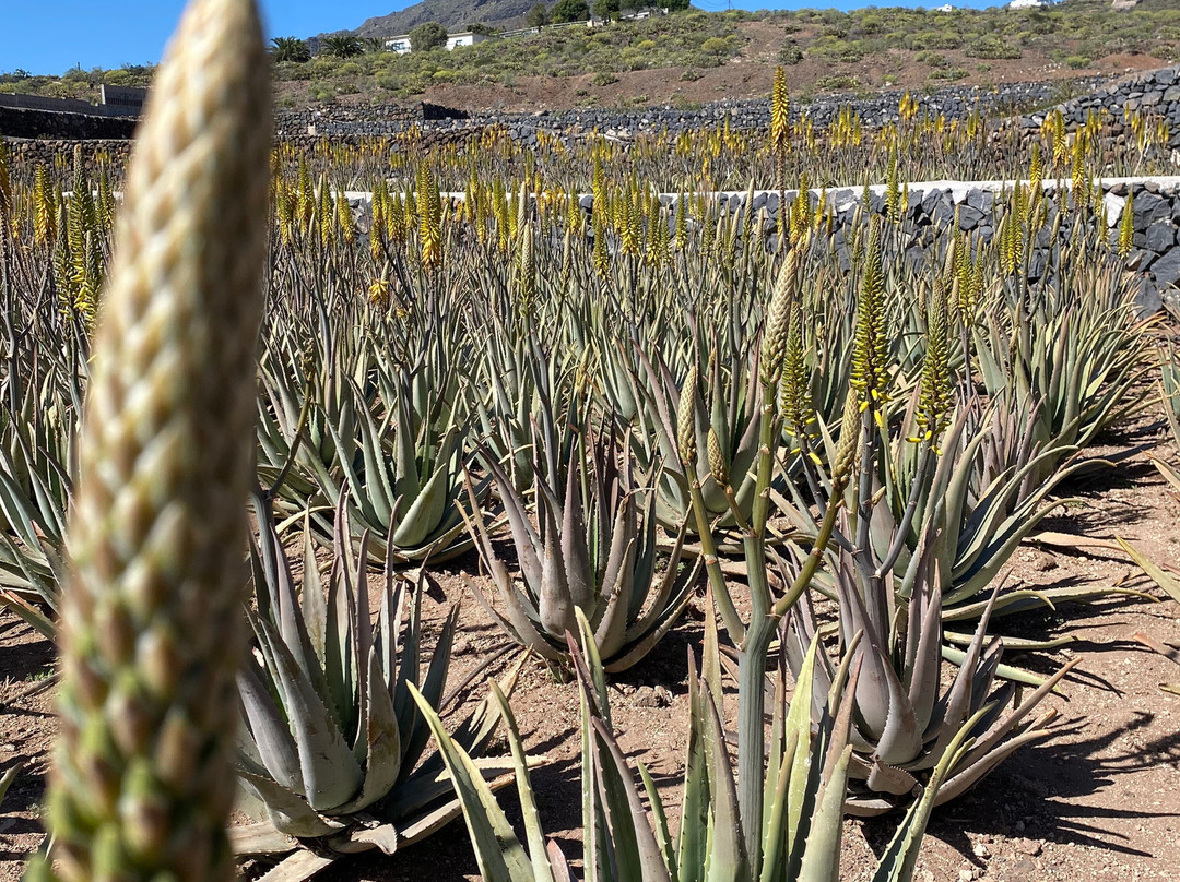Finca Canarias Aloe Vera-Guimar必去景点