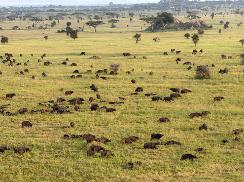 Adventures Aloft Balloon Safari Tanzania-Ikoma必去景点