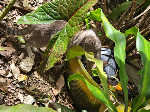 Phantasea Tropical Botanical Garden-圣 托马斯必去景点