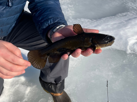 Fish Hounds Outdoors-Benson必去景点