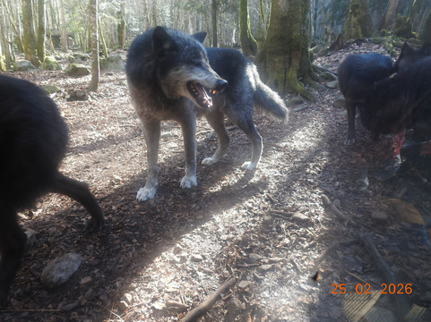La Maison des Loups-奥尔吕必去景点