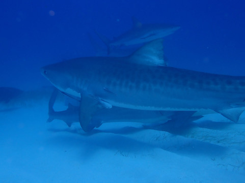 Epic Diving-West End必去景点