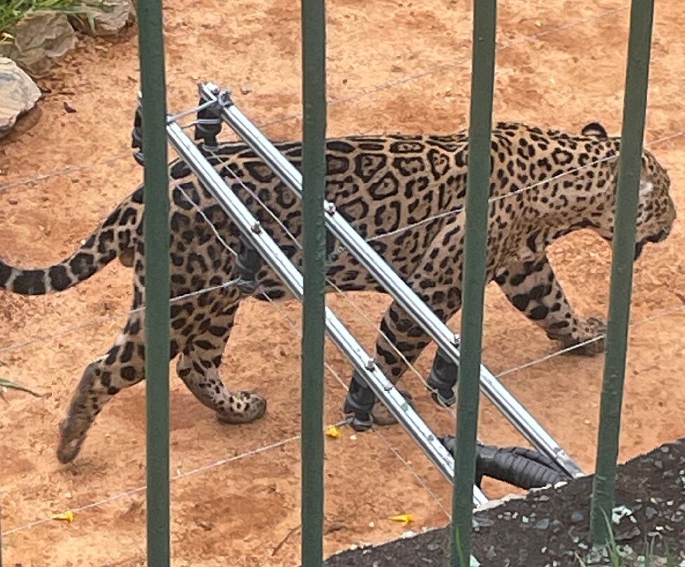 Jardim Zoológico De Brasília-巴西利亚必去景点