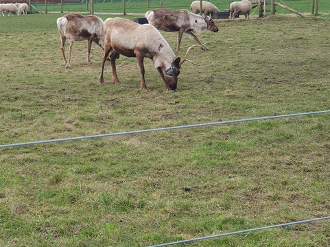 Willow Tree Family Farm-Shirebrook必去景点