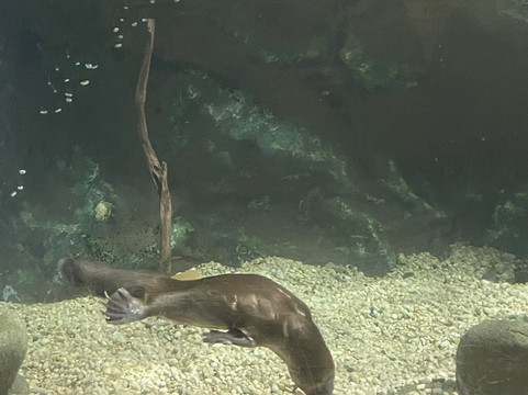 Platypus House-Beauty Point必去景点