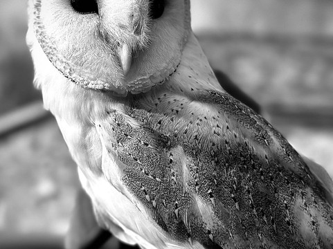 North Devon Hawk Walks-South Molton必去景点
