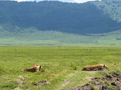 Dolphin Tours & Safaris Ltd-姆万扎必去景点