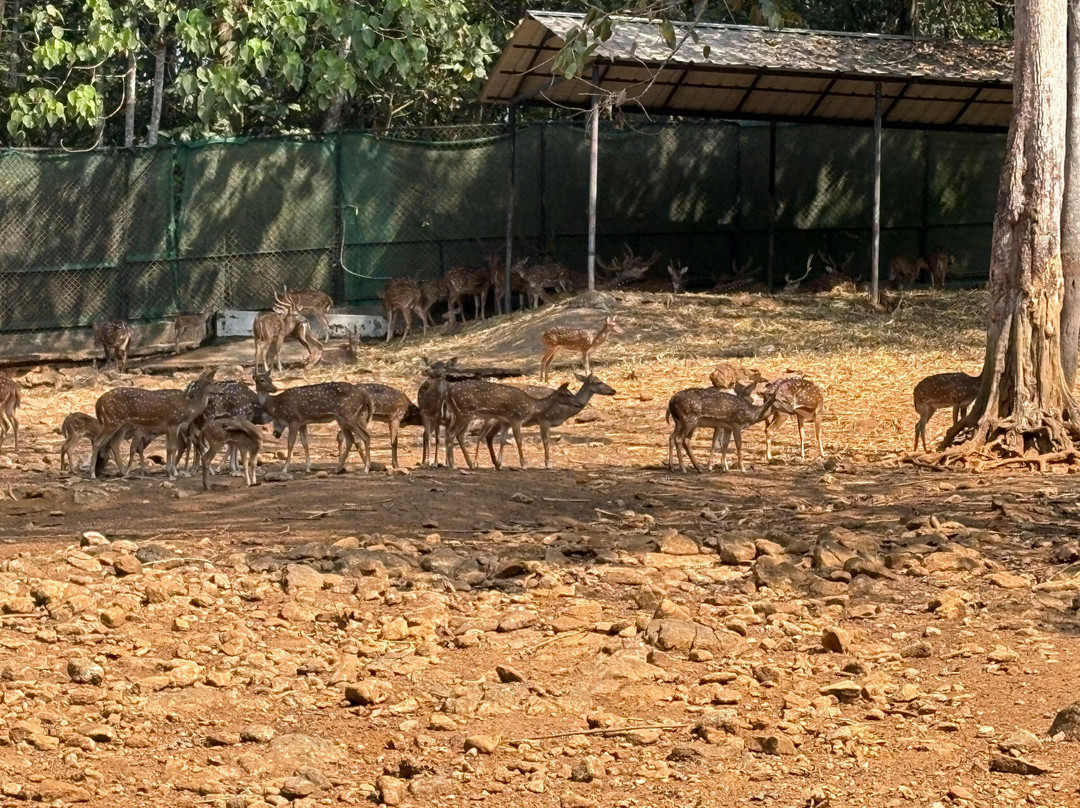 Abhayaranyam Zoo-Kodanad必去景点