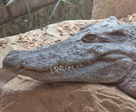 Lincoln Zoo-Newball必去景点