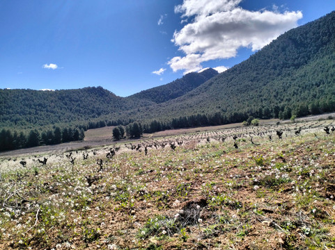 Bodegas Hydria-Cehegin必去景点