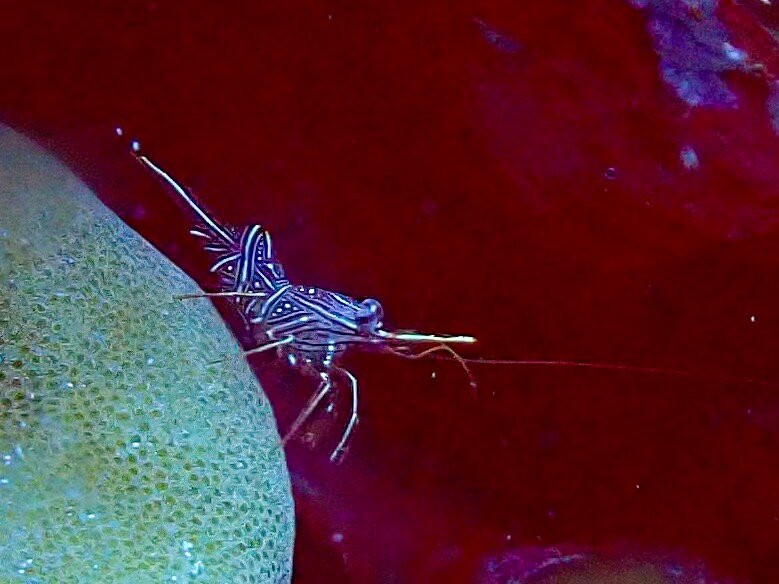 Loma Diving Adventure-拉克山必去景点