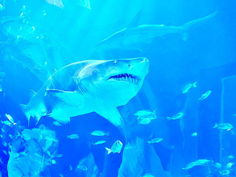 Mote Marine Laboratory & Aquarium-萨拉索塔必去景点