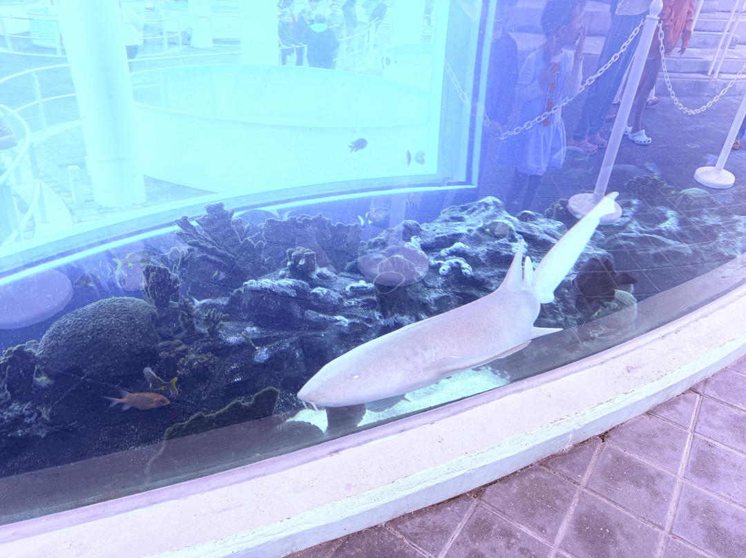 Loggerhead Marinelife Center-朱诺海滩必去景点