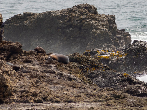La Lobería-萨利纳斯必去景点