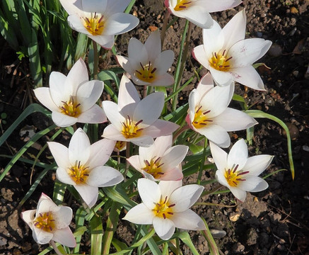 Priory Gardens-奥尔平顿必去景点