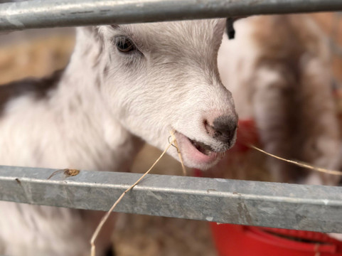 Woodlands Alpaca Farm-沃灵顿必去景点