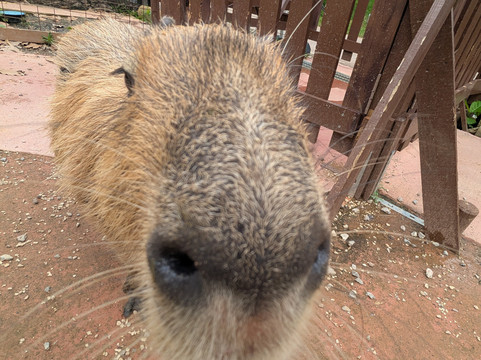 东南植物乐园-冲绳市必去景点
