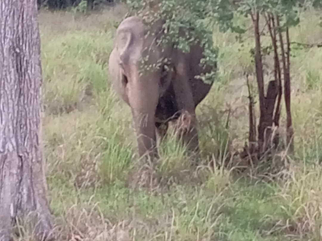 Didulanka yala safari-Thanamalwila必去景点