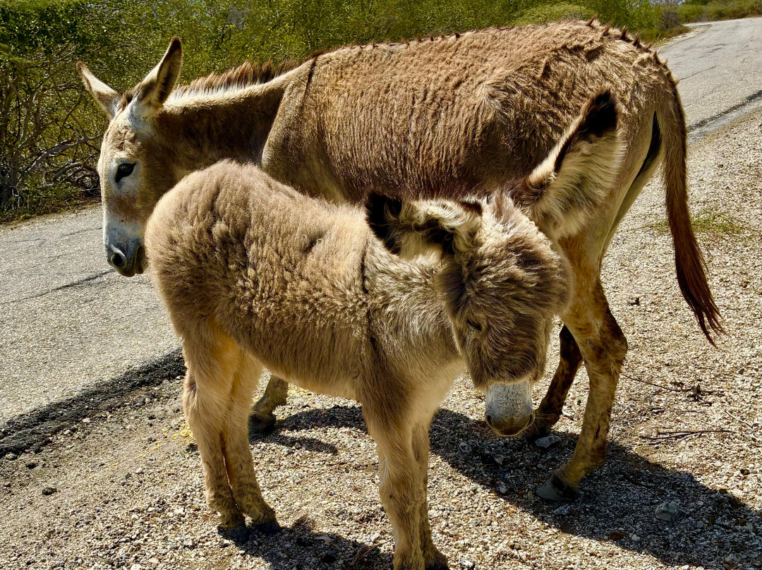 Horse Ranch Bonaire-Kralendijk必去景点