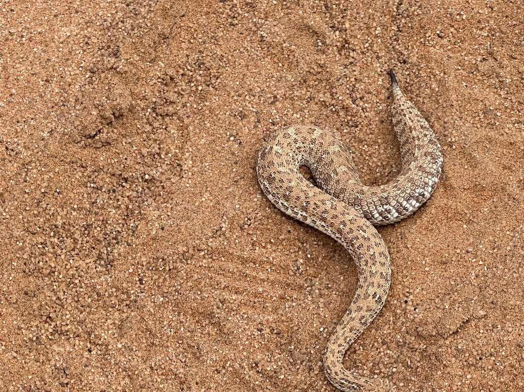 Living Desert Adventures Discover the Little 5-斯瓦科普蒙德必去景点