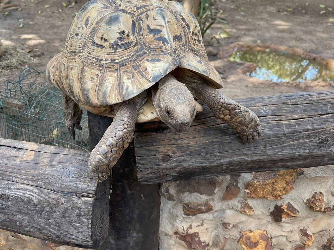 Le Village des Tortues-Rufisque必去景点