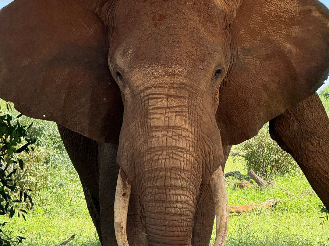 Vivi Il Kenya Con Sorriso-瓦塔木必去景点