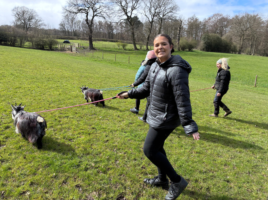 Walking the goats at Lower Coates-巴恩斯利必去景点