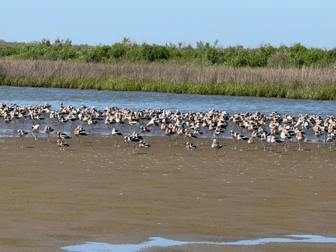 American Birding Guides-Patagonia必去景点