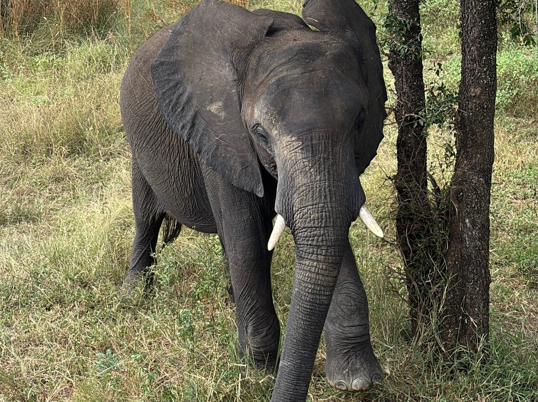 Honey Badger Safaris Kruger Tours-玛洛斯帕克必去景点