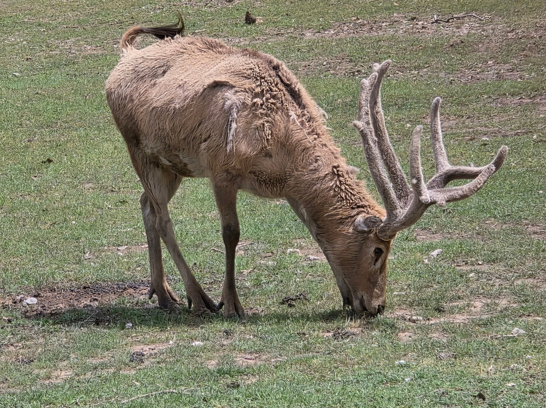 Texas Zoofari Park-Kaufman必去景点