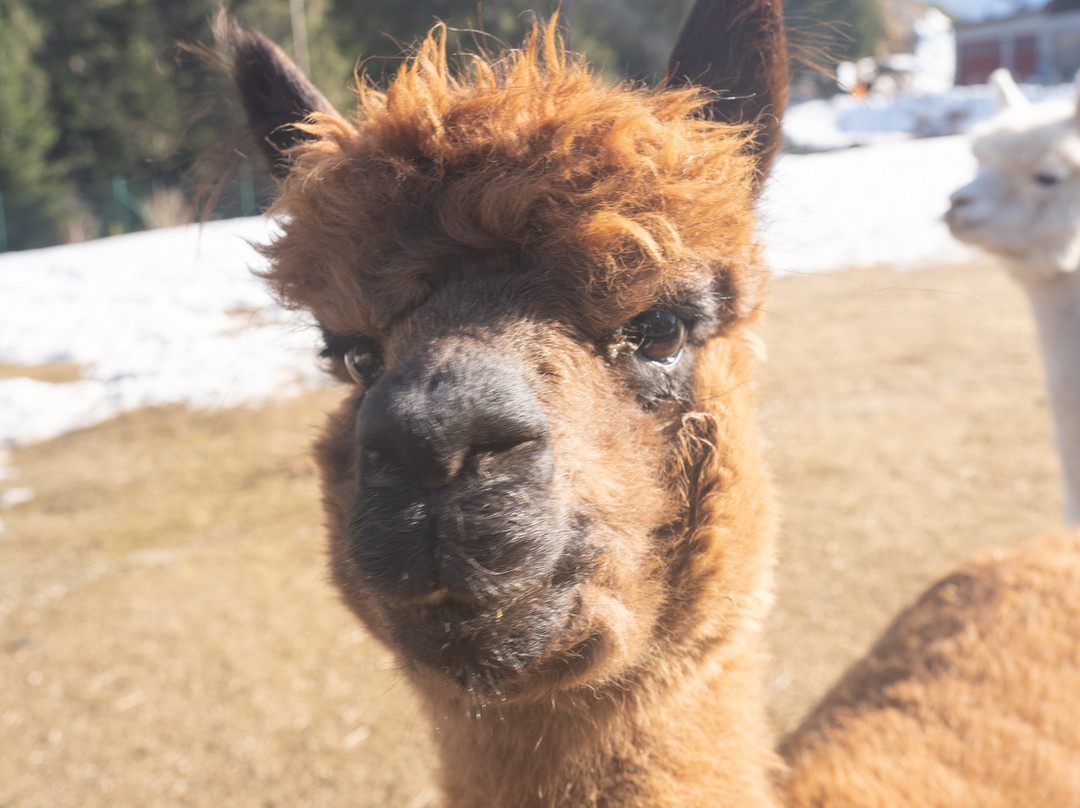 Tiroler Bio Alpakas-湖地必去景点