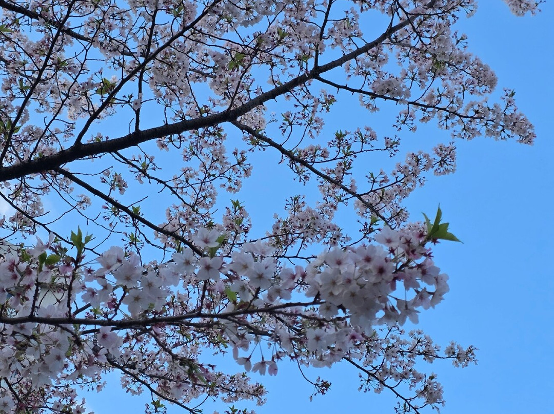 Harimazaka (Harima Slope)-文京区必去景点