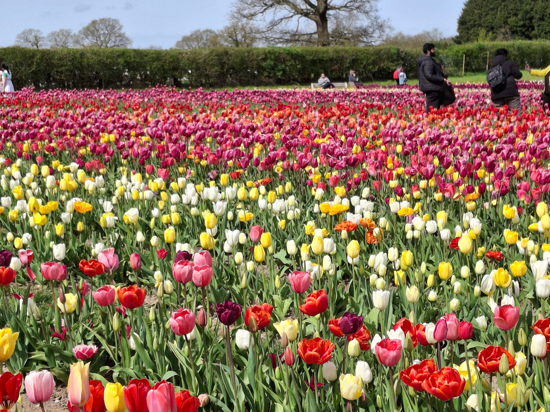 Tulleys Tulip Garden - Warwickshire-沃里克必去景点
