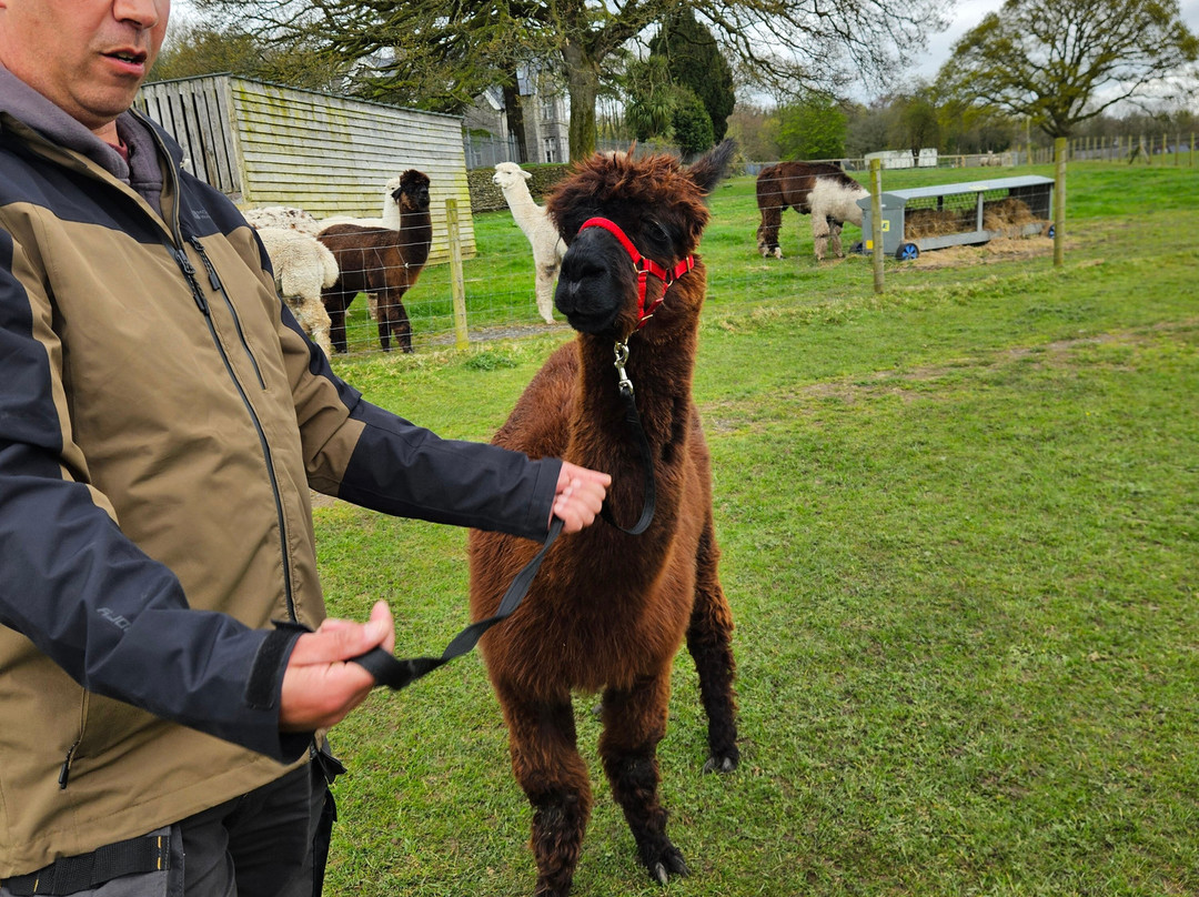 Bardsea Alpacas And Llamas-Bardsea必去景点