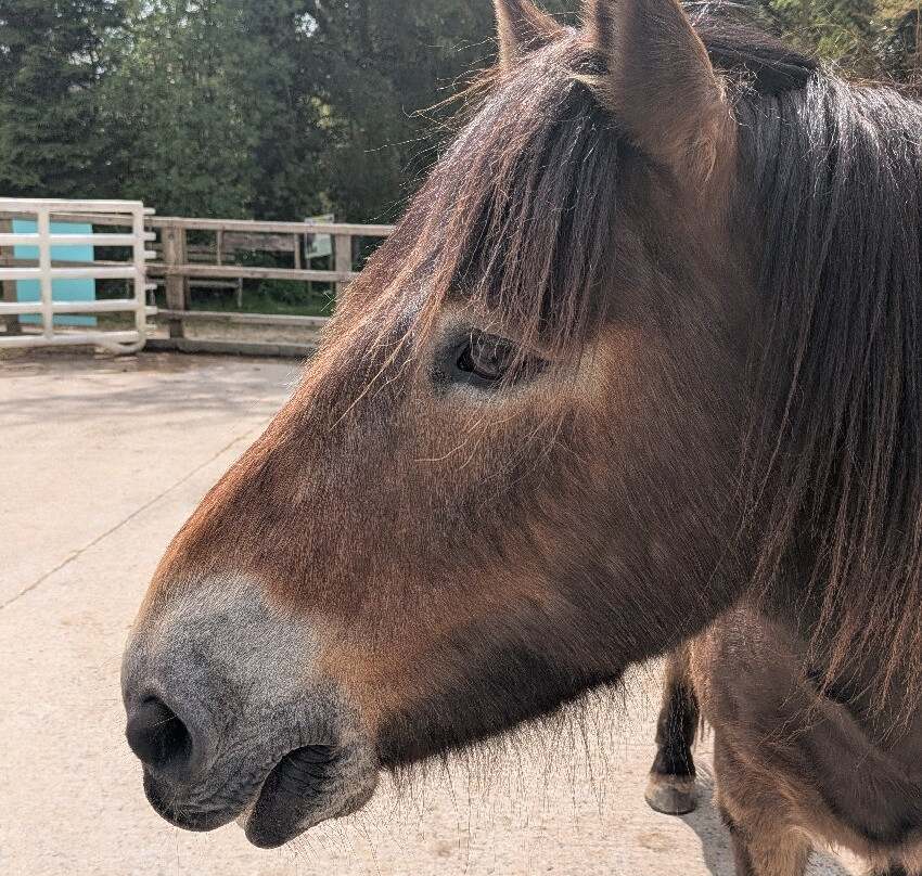 Exmoor Pony Centre-Dulverton必去景点