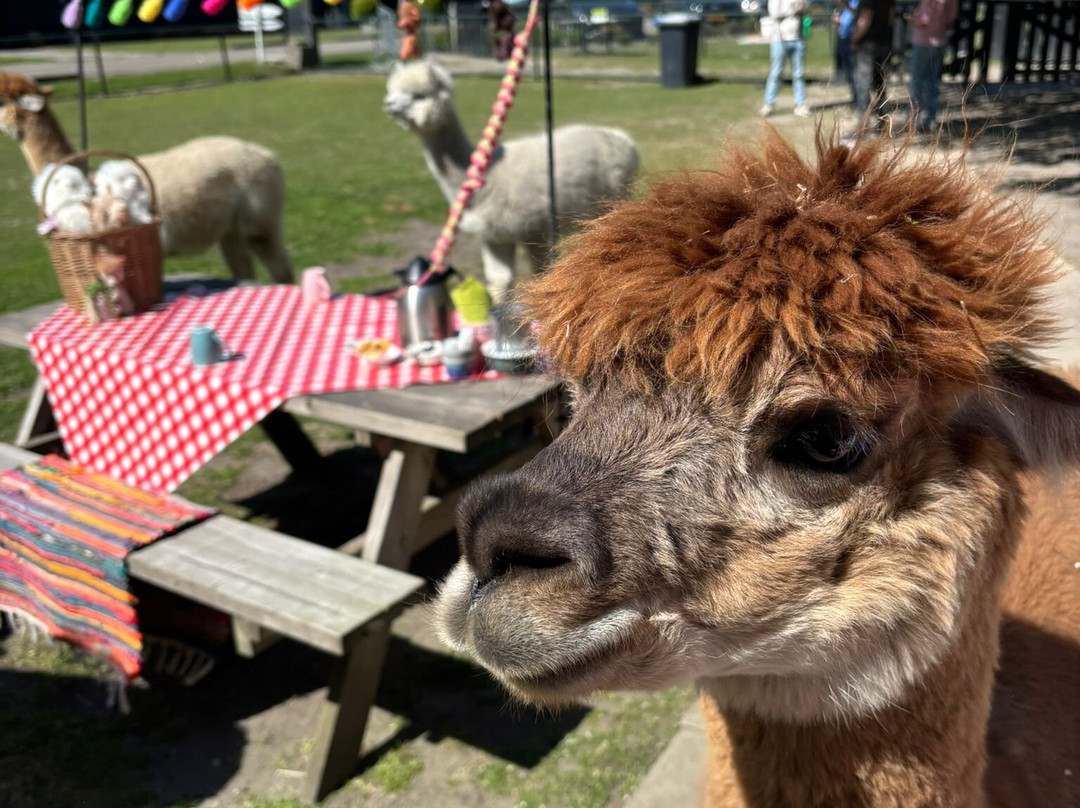 Alpaca Zeeland-Nieuwdorp必去景点