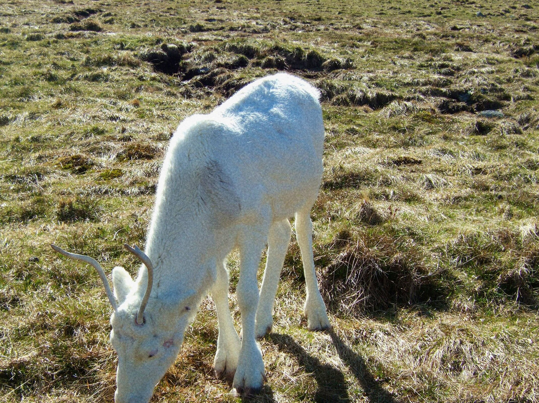 Cairngorm Reindeer Herd-Glenmore必去景点