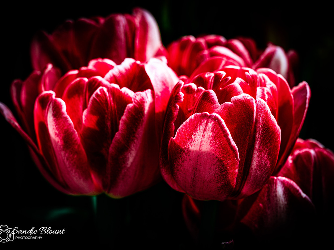 Tulleys Tulip Garden - Warwickshire-沃里克必去景点