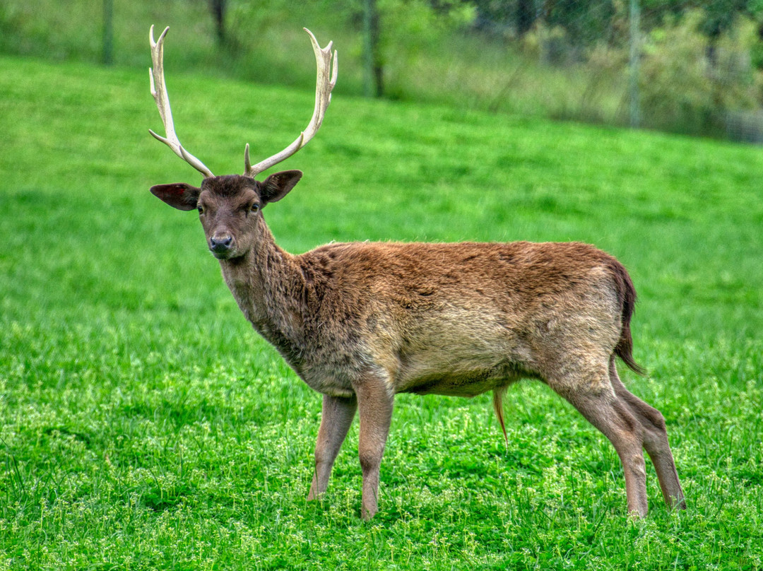 Wildlife Safari-Winston必去景点
