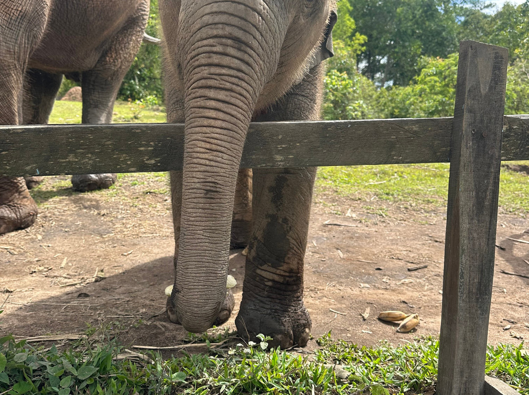 Blue Daily Elephant Care Sanctuary-清迈必去景点