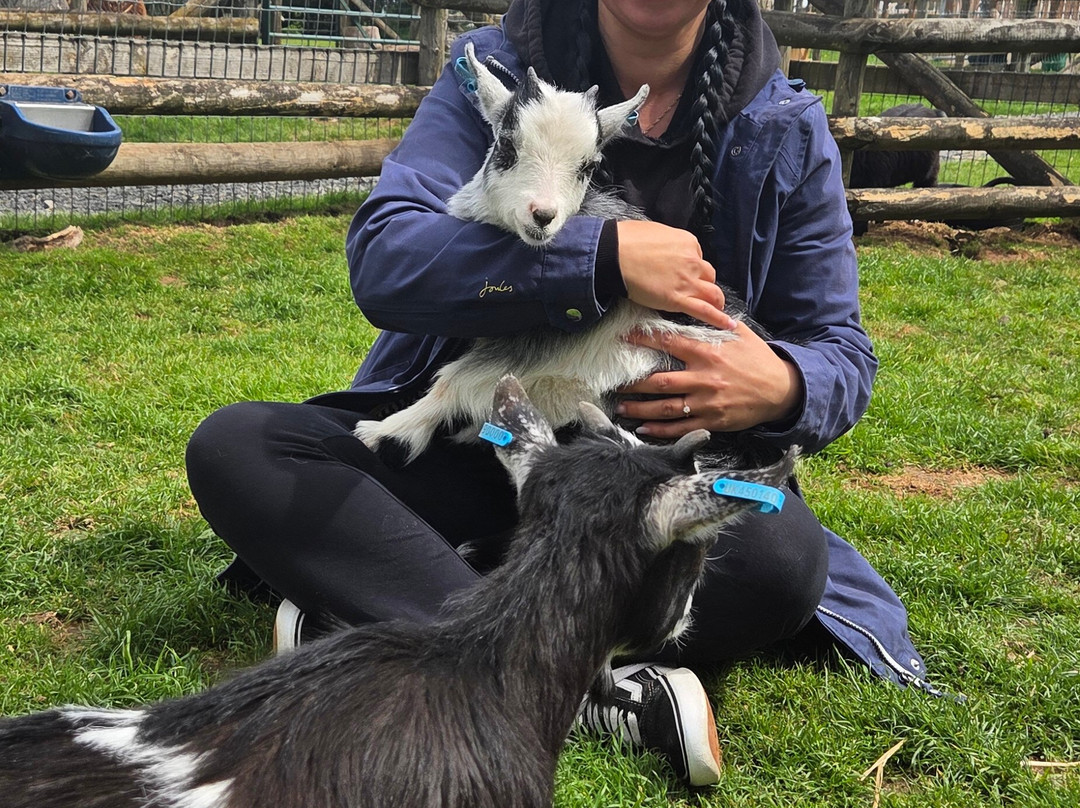 Small Breeds Farm Park-Kington必去景点