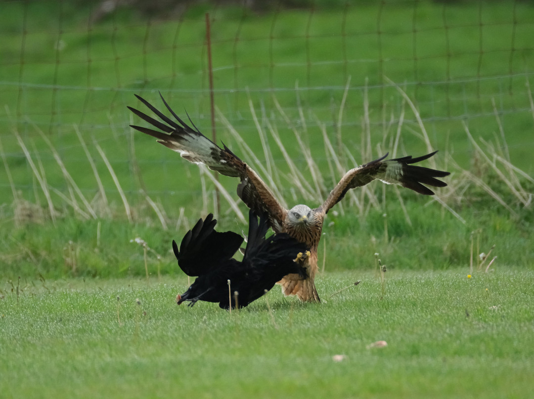 Red Kite Feeding Station, Llanddeusant-Llanddeusant必去景点