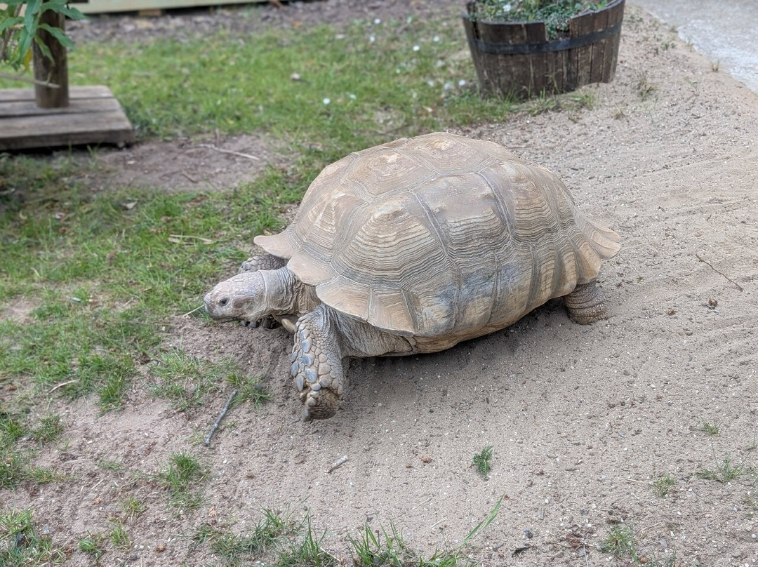 Hertfordshire Zoo-布罗克斯本必去景点